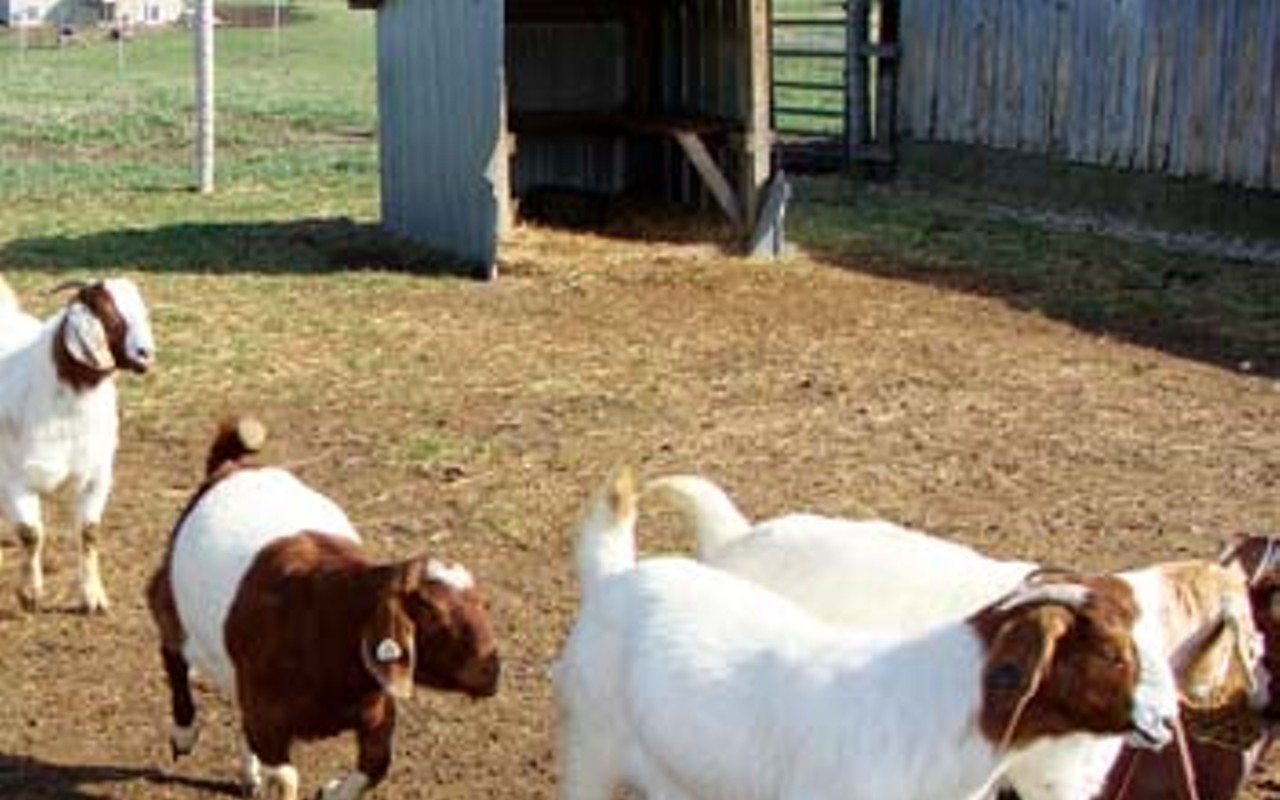 The growing U.S. goat market