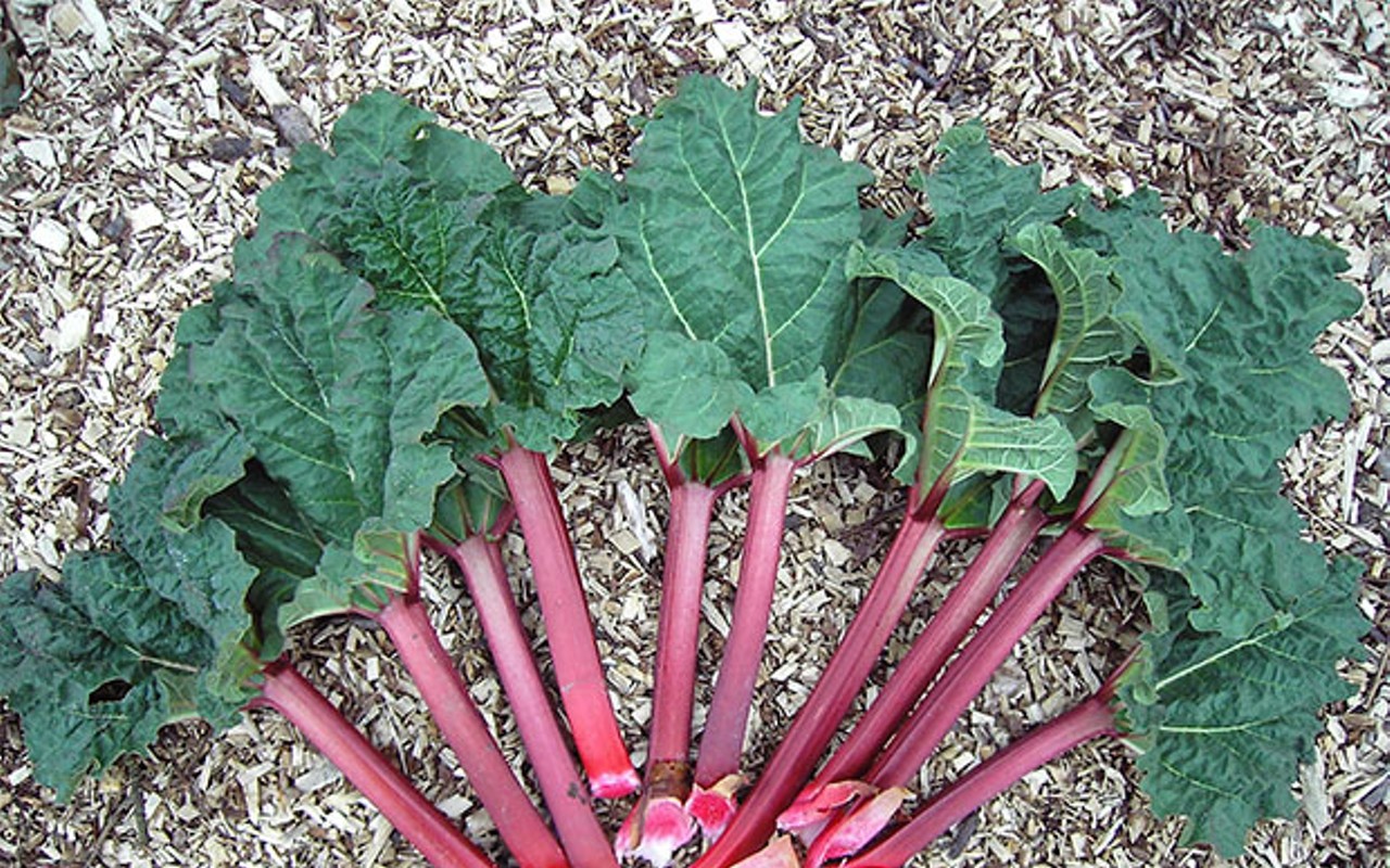 The mystery of rhubarb