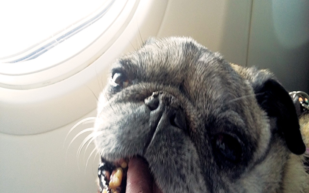 Pug on a plane