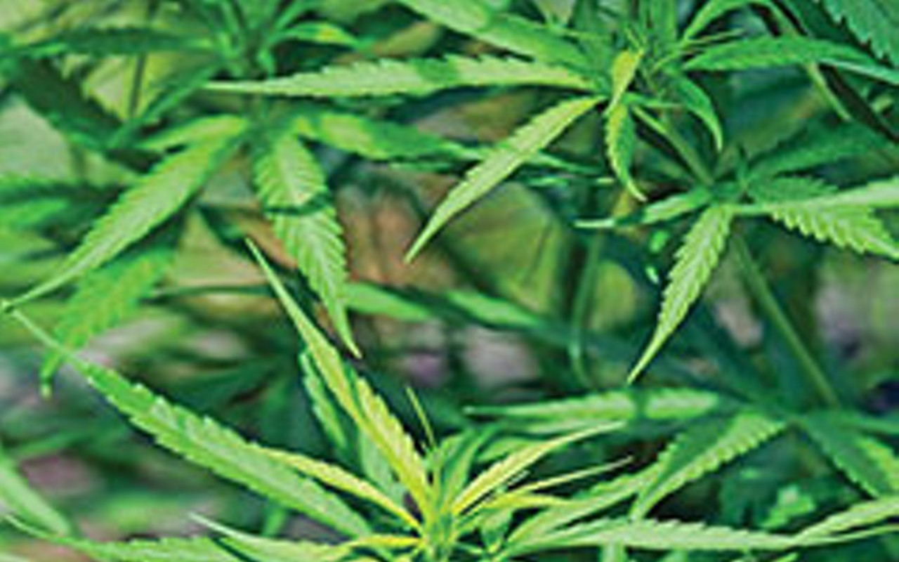 Medical marijuana rules developing
