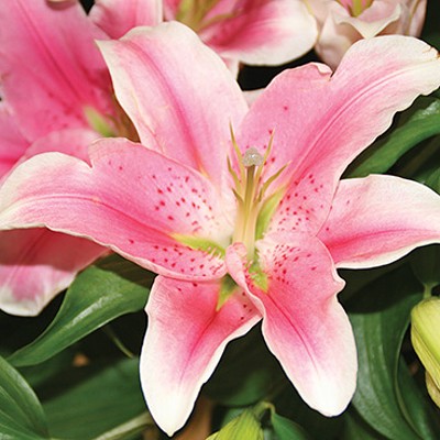 Plant lilies for a summer garden of elegant blooms