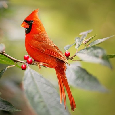 Attract birds and butterflies to your yard