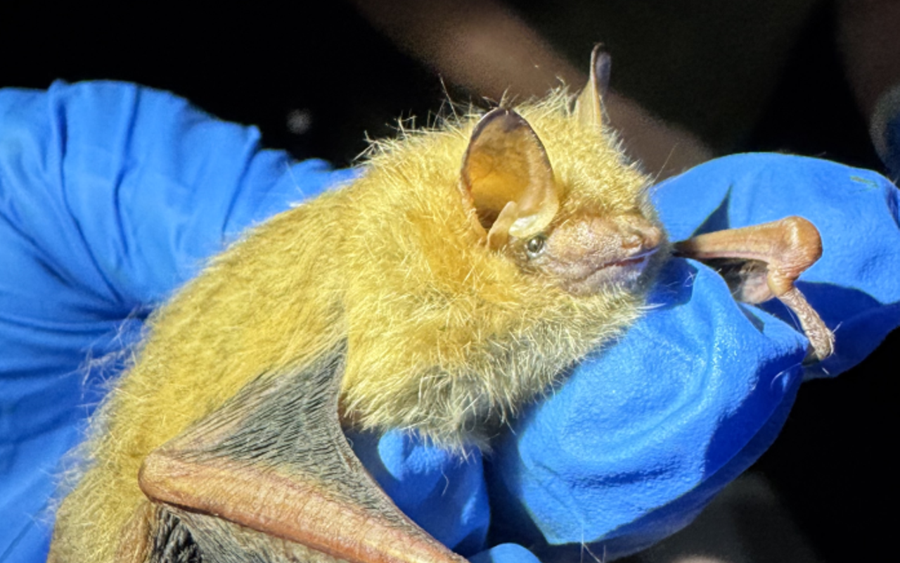 Image: Bats in Illinois