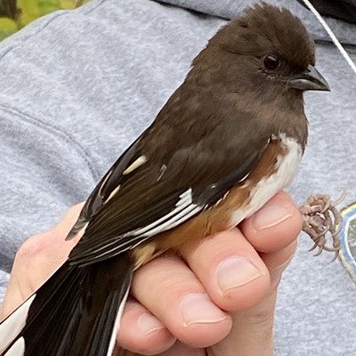 Bird Banding Demonstration