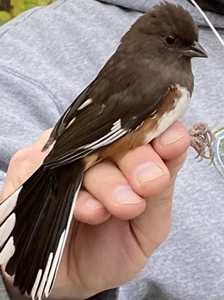 Image: Bird Banding Demonstration