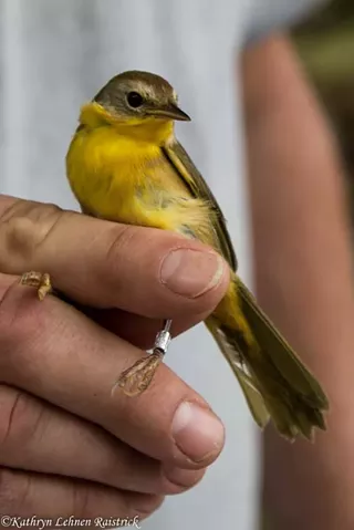 Image: Bird banding