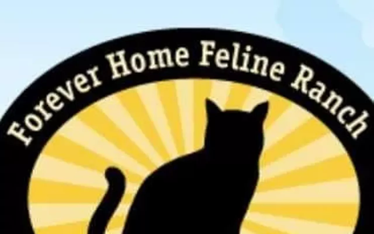 Image: Cat adoptions