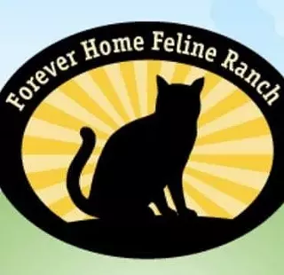 Image: Cat adoptions