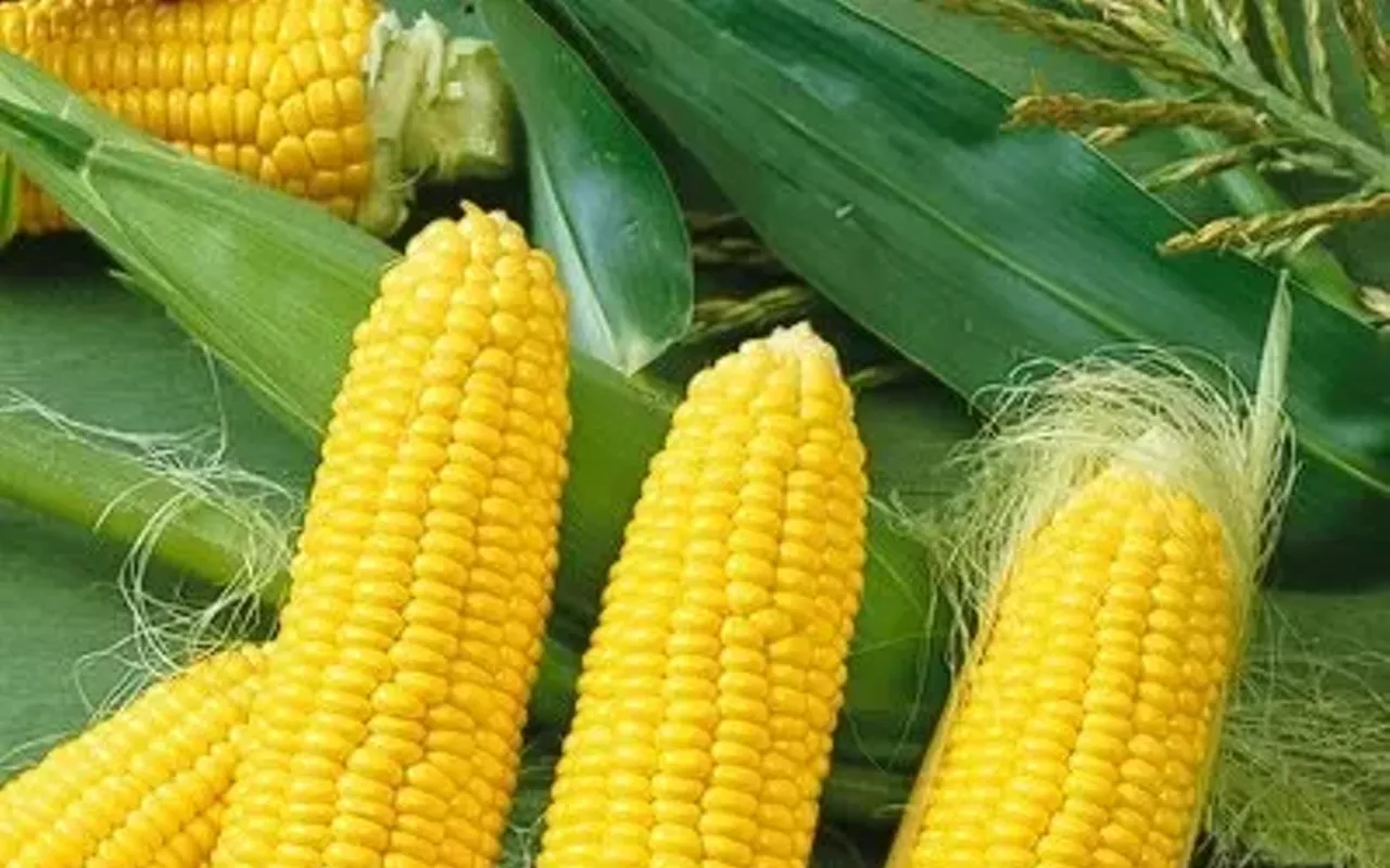 Image: Chatham Jaycee Sweetcorn Festival
