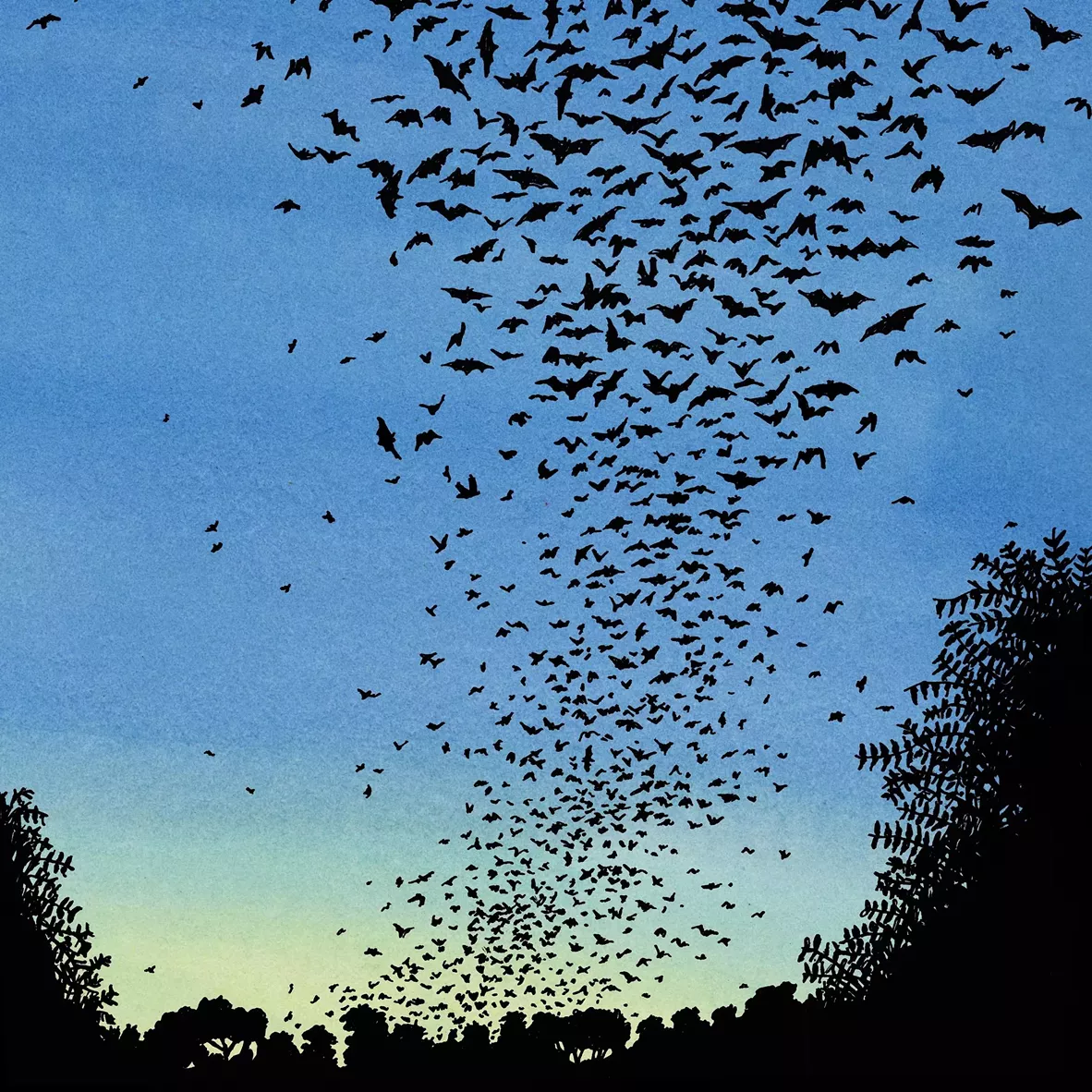 bat_image1.webp