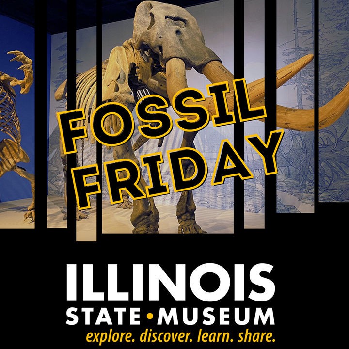 fossil_friday.jfif