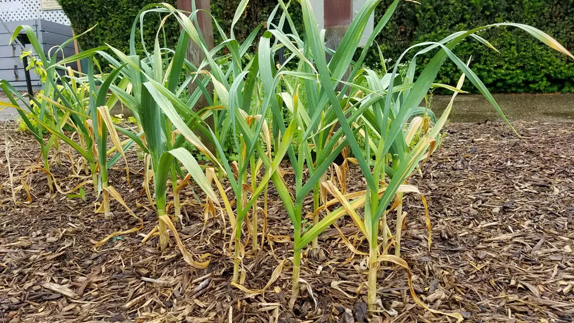 Garlic