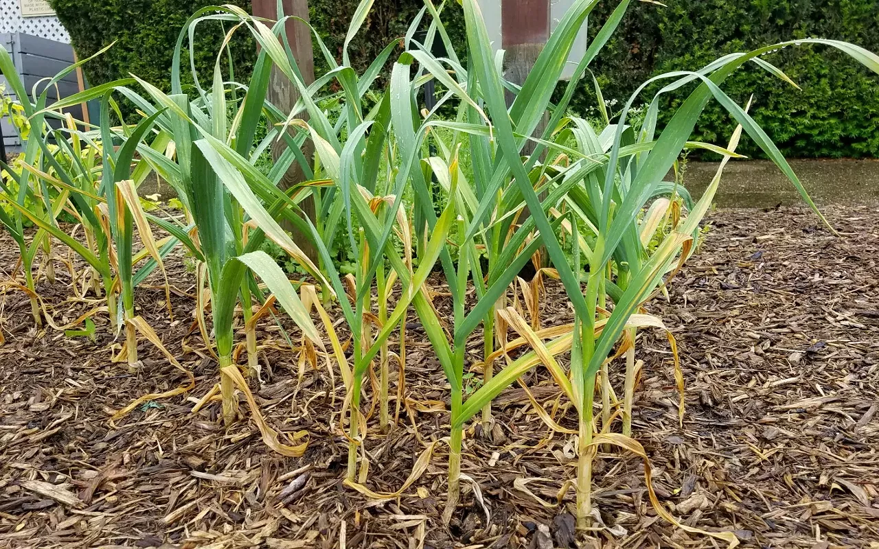 Image: Growing Garlic in the Home Garden