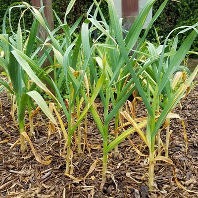 Growing Garlic in the Home Garden