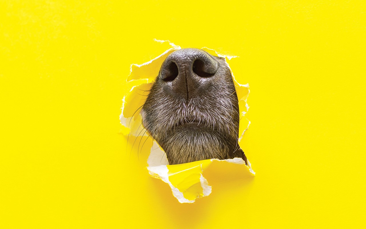 How to deal with pet odor