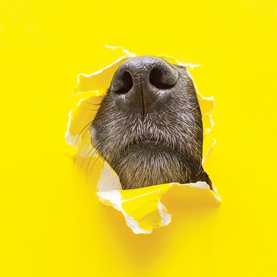 How to deal with pet odor