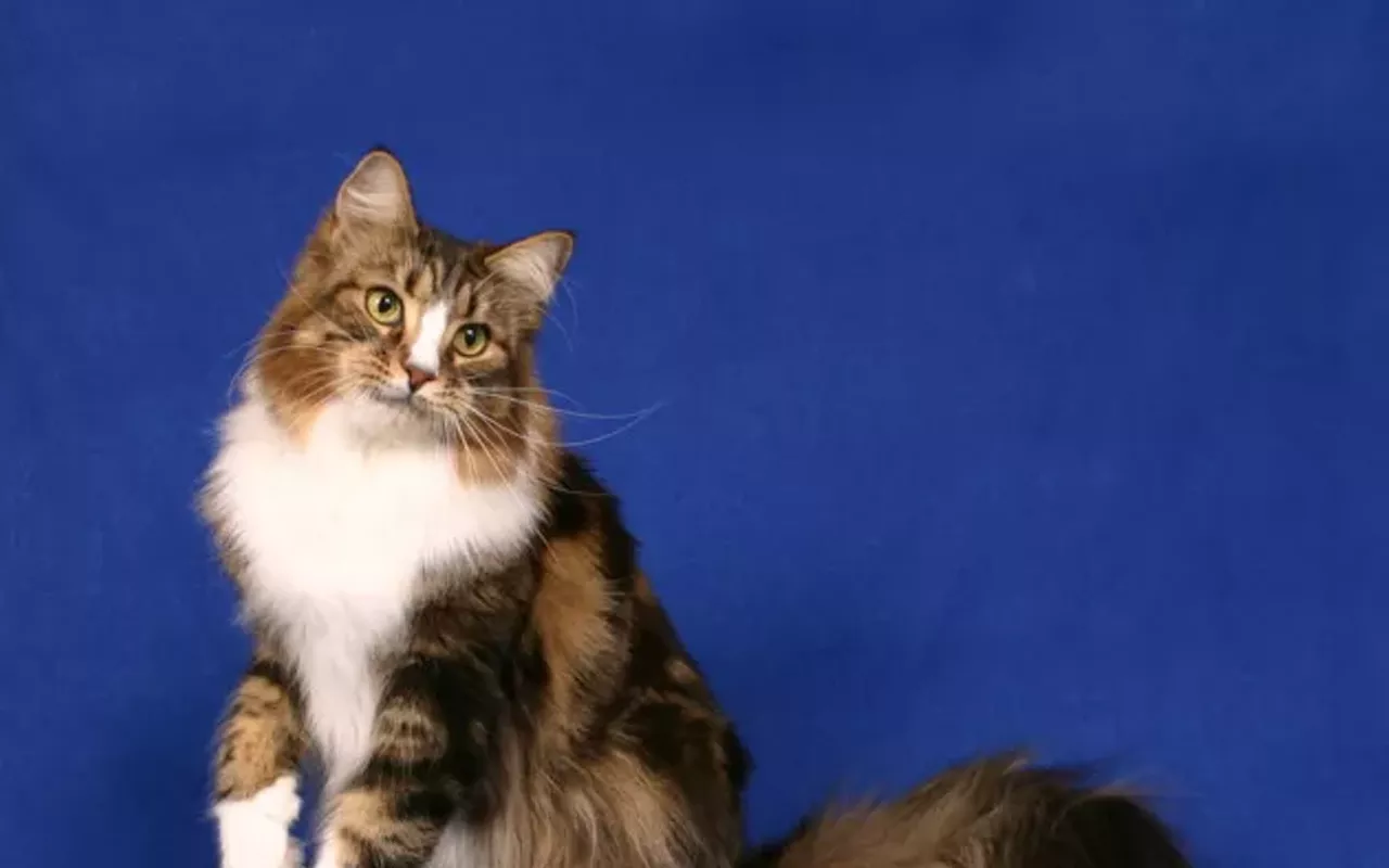 Image: Lucky Tom Cat/Tigers Lair cat show