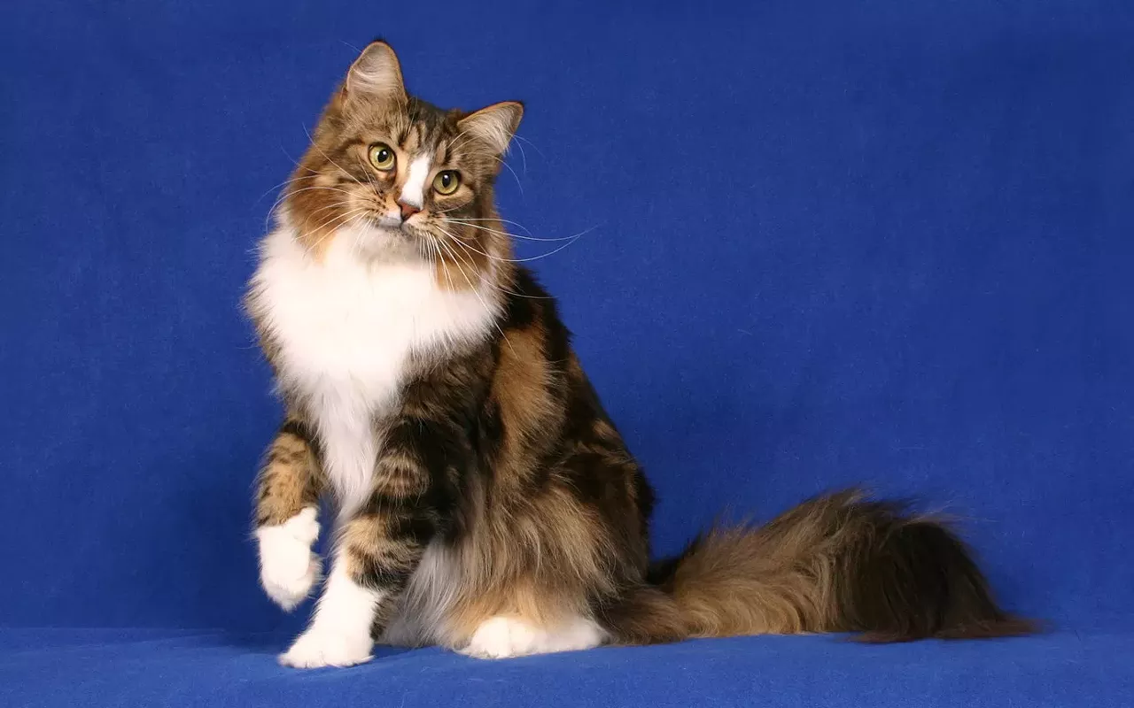 Image: Lucky TomCat Club Cat Show