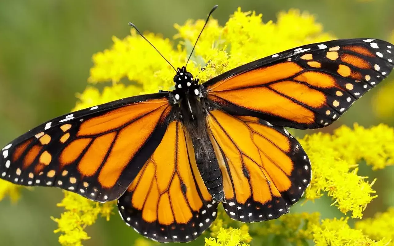 Image: Monarchs and Me