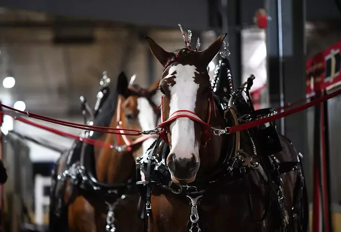 clydesdales_2025.webp
