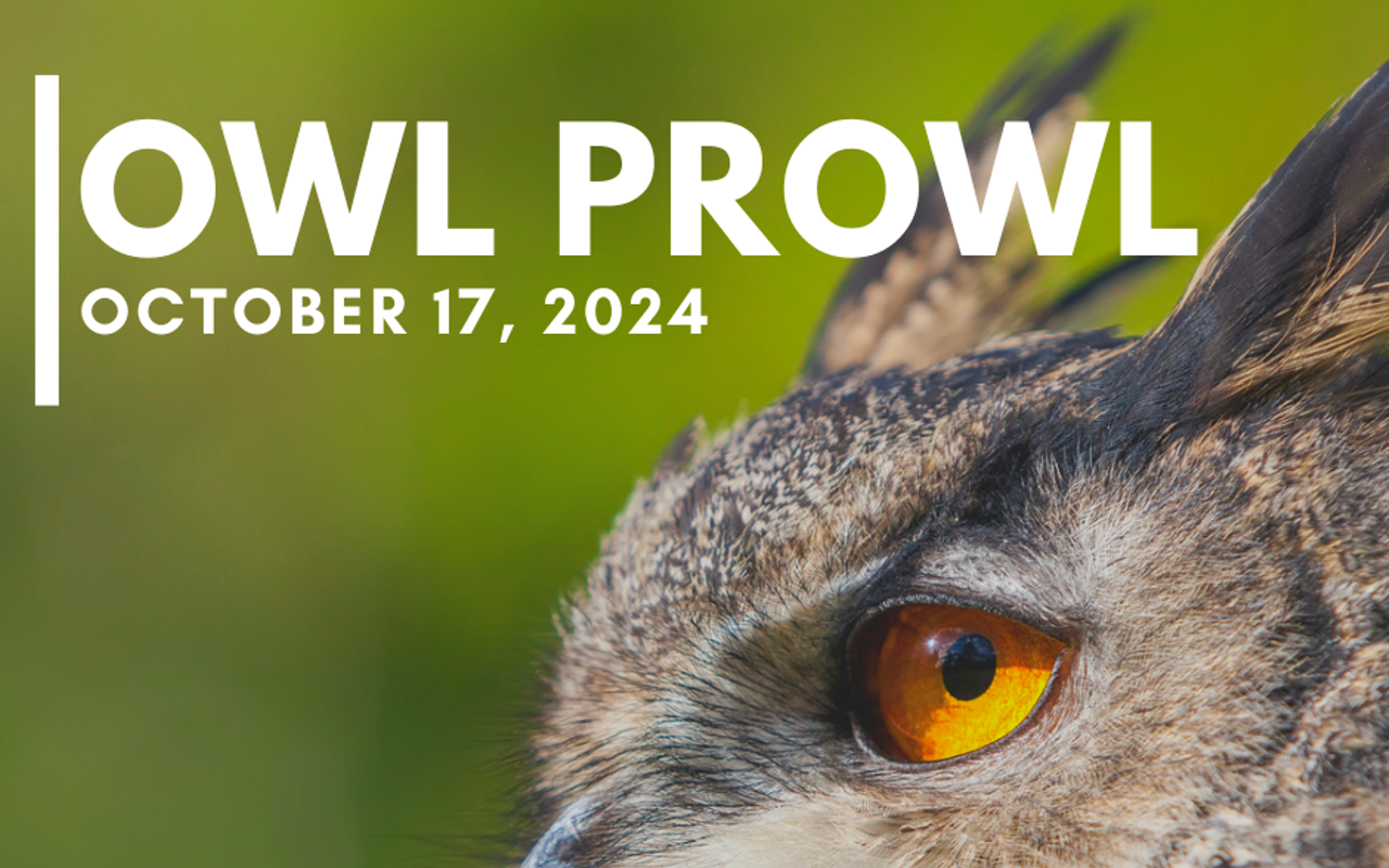 Image: Owl Prowl