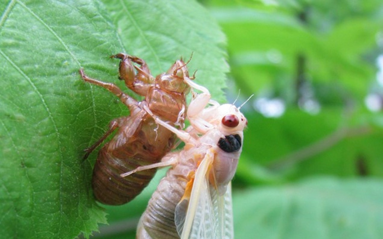 Periodical cicadas will emerge in droves