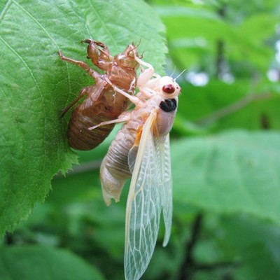 Periodical cicadas will emerge in droves