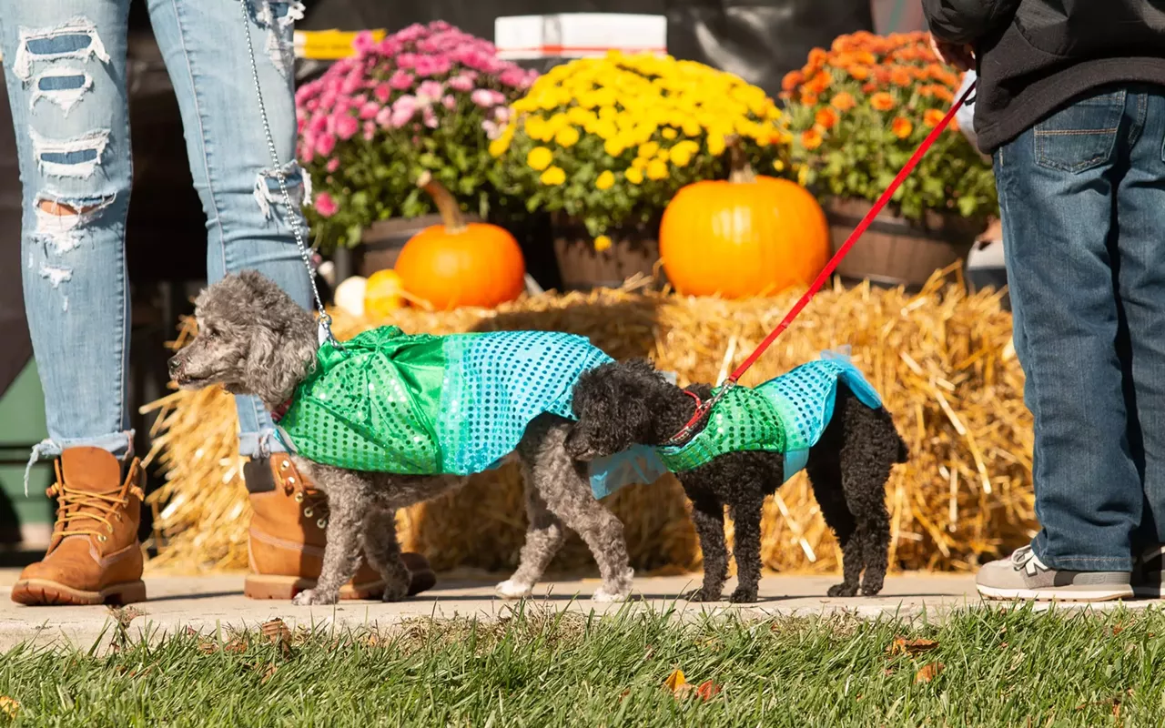 Image: Pumpkin Festival