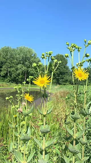 Image: Seed Dispersal Day