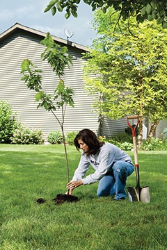 Transplanting trees  is no small task