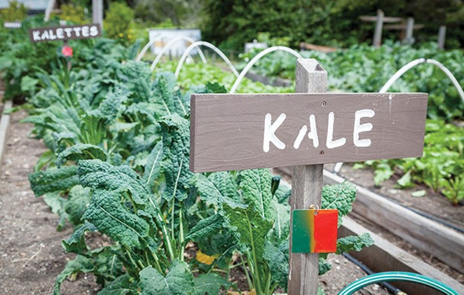 Start your vegetable garden early with cool-season crops