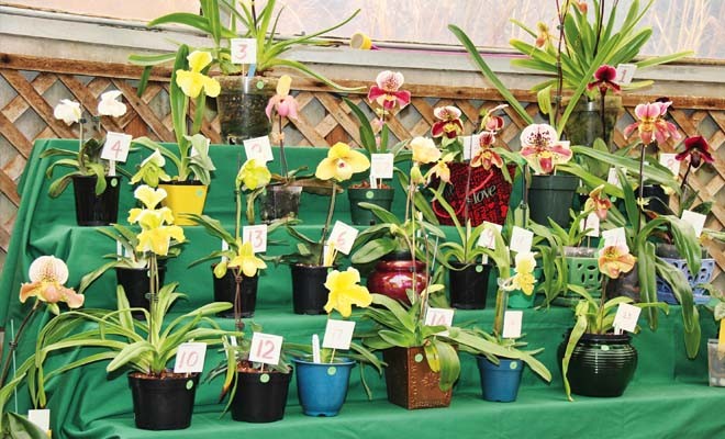 Orchids, the remedy for too much winter