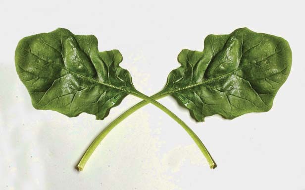 Grow spinach,  tasty, cool and easy