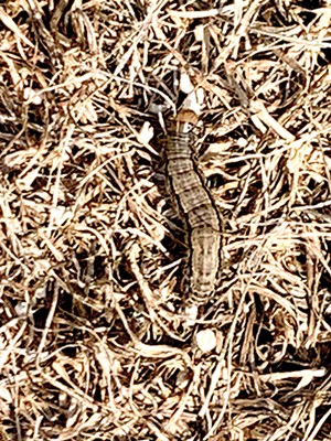 Armyworms invade Sangamon County