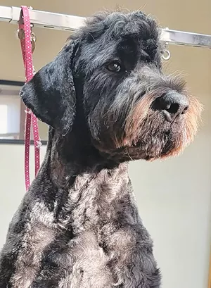 MOBILE PET GROOMING