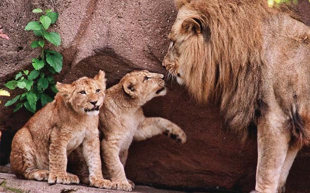 Lincoln Park Zoo Is on Lion Watch, New Cub Due in January, Chicago News