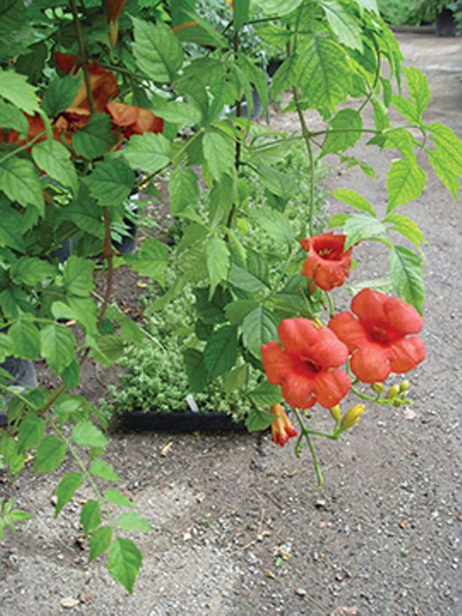 Chinese Trumpet Creeper Info – Tips For Growing Chinese Trumpet Vines