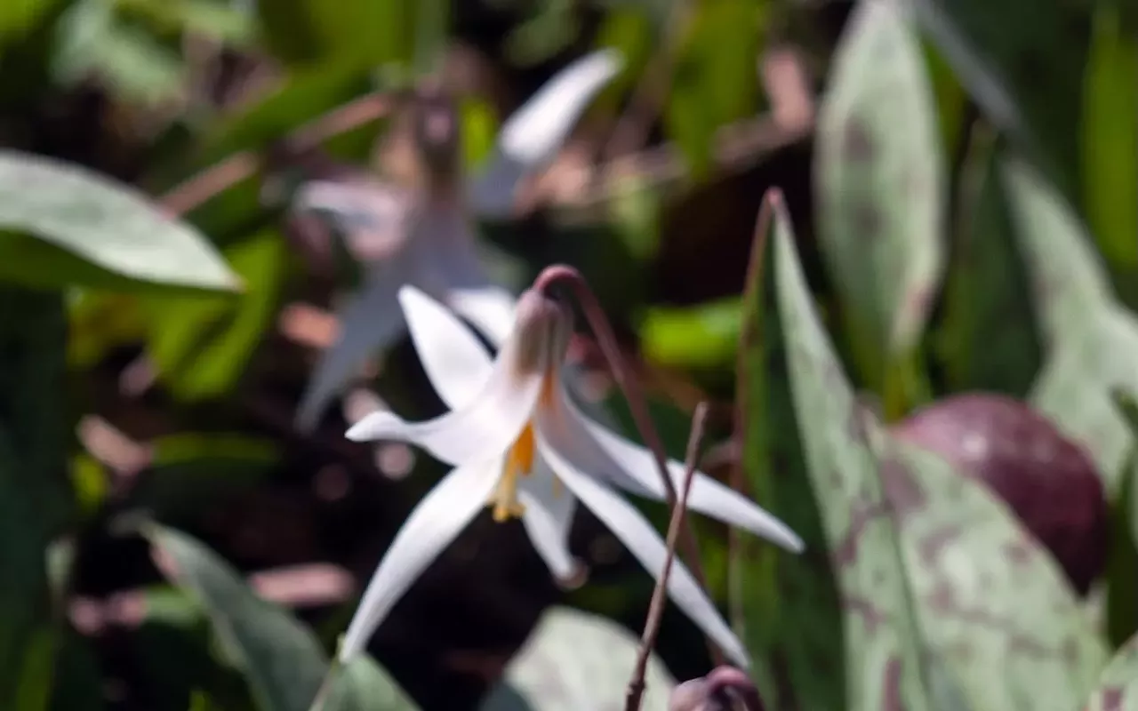 Image: Woodland Wildflower Hike